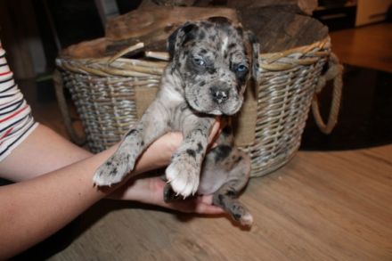 Unsere American Bulldog Hündin hat 8 tolle Welpen (3