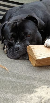 Unsere American Bulldog Hündin hat 8 tolle Welpen (3