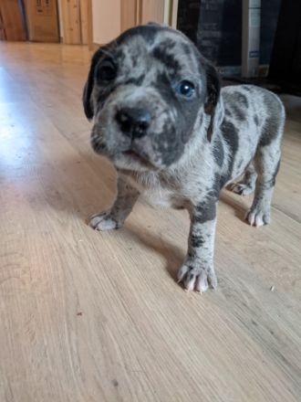 Unsere American Bulldog Hündin hat 8 tolle Welpen (3