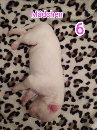 Es sind insgesamt 7 welpen, leider kann man hier nur