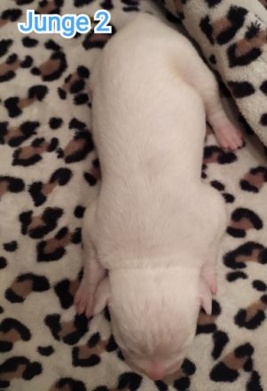 Es sind insgesamt 7 welpen, leider kann man hier nur