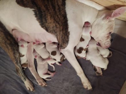 Es sind insgesamt 7 welpen, leider kann man hier nur