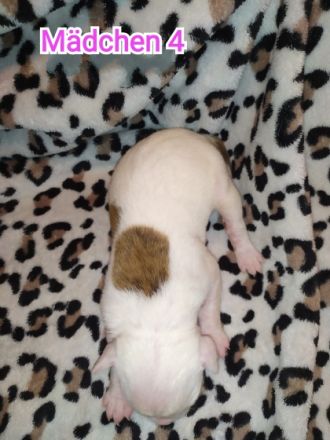 Es sind insgesamt 7 welpen, leider kann man hier nur