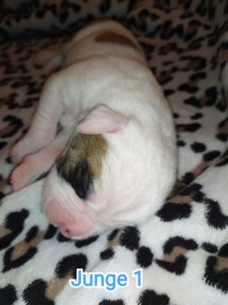 Es sind insgesamt 7 welpen, leider kann man hier nur