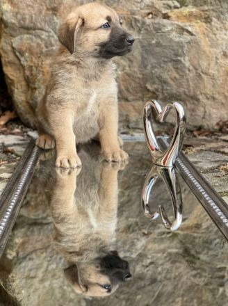 Herdenschutzhundwelpen zu verkaufen sie sind am10.11