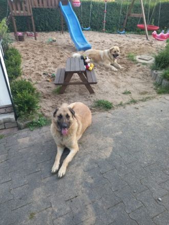 Herdenschutzhundwelpen zu verkaufen sie sind am10.11