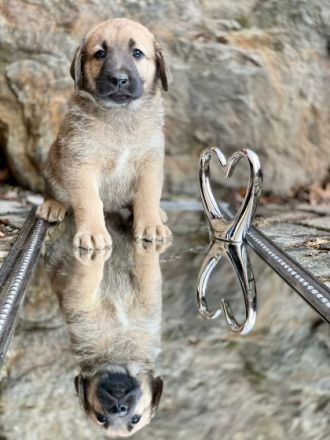 Herdenschutzhundwelpen zu verkaufen sie sind am10.11