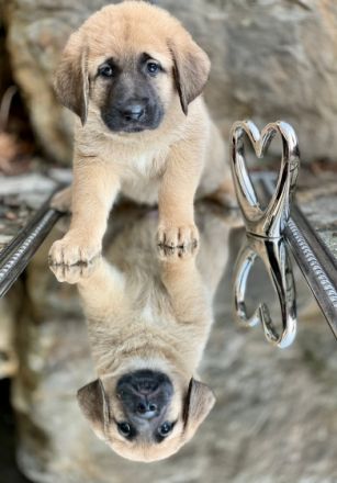 Herdenschutzhundwelpen zu verkaufen sie sind am10.11