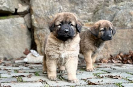 Herdenschutzhundwelpen zu verkaufen sie sind am10.11
