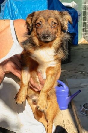 Buddy starker Kerl im Kleinformat ca 25cm