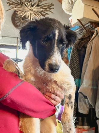 Goofi ist einer von circa 140 Hunden und 30 Katzen, die