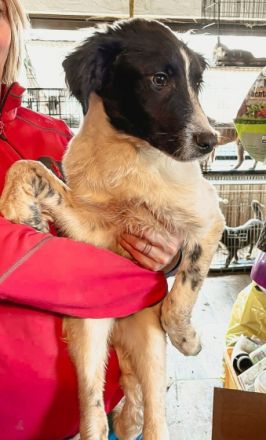 Goofi ist einer von circa 140 Hunden und 30 Katzen, die