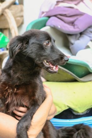 Badita Sportskanaone ca 56cm, Mischling