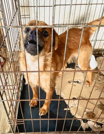 Bexter ca 43cm, Bexter ist einer von circa 140 Hunden