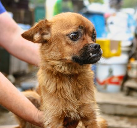 Bexter ca 43cm, Bexter ist einer von circa 140 Hunden