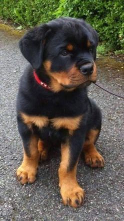 Mareike Wirth - Tierheilpraktikerin für alle Felle