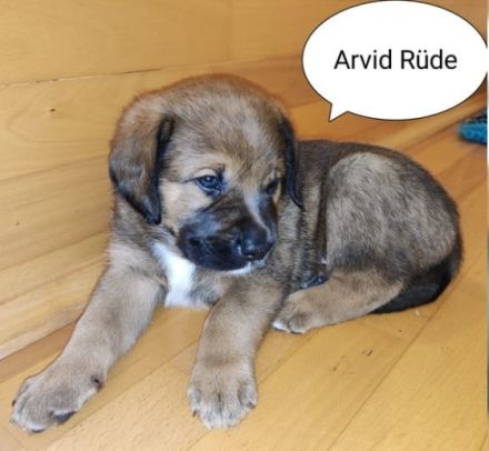 Unsere zertifizierte Hündin Enya (pädagogischer