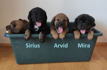 Unsere zertifizierte Hündin Enya (pädagogischer