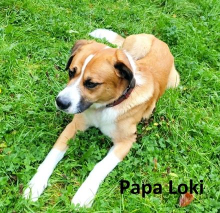 Unsere zertifizierte Hündin Enya (pädagogischer