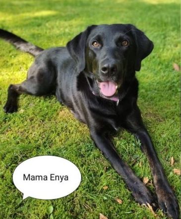 Unsere zertifizierte Hündin Enya (pädagogischer