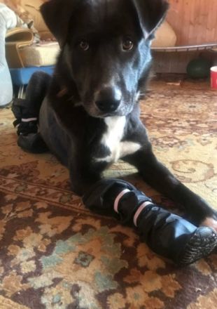 Vicky (geboren 2018) wurde kurz vor Einbruch des