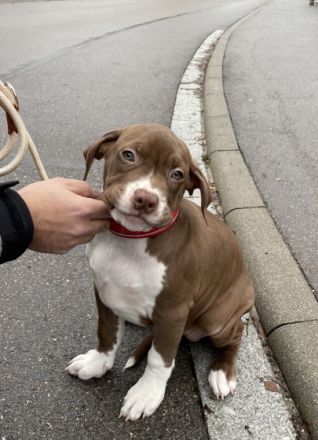Verkauft wird ein American Bully XL (weibchen) EU Pass