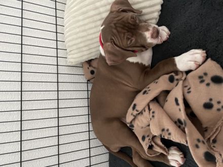 Verkauft wird ein American Bully XL (weibchen) EU Pass