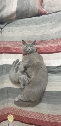 Kathy BKH Katze, Hallo, Wir möchten unsere Katze