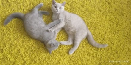 Kathy BKH Katze, Hallo, Wir möchten unsere Katze