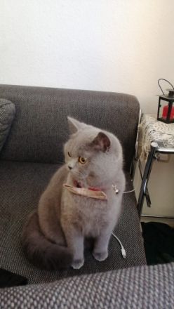 Kathy BKH Katze, Hallo, Wir möchten unsere Katze