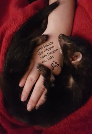 Mobile Tierheilpraxis Xenia Albus