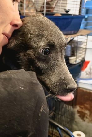 Grey ist einer von circa 140 Hunden und 30 Katzen, die