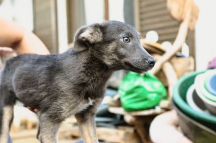 Grey ist einer von circa 140 Hunden und 30 Katzen, die
