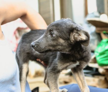 Grey ist einer von circa 140 Hunden und 30 Katzen, die