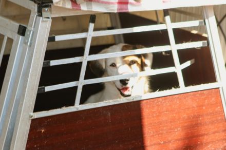 Filou ca. 35cm, Filou ist einer von circa 140 Hunden