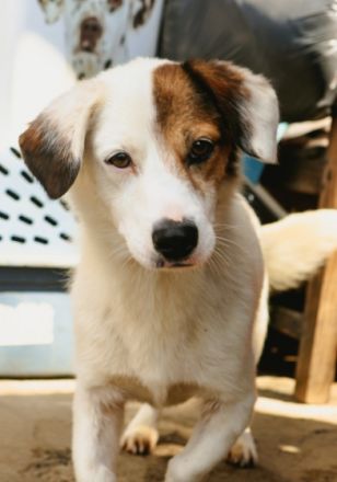 Filou ca. 35cm, Filou ist einer von circa 140 Hunden