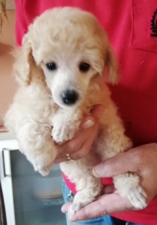 Meine Welpen verdienen nur das beste Zuhause. Welpen