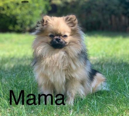 Bitte Text komplett vorher lesen und verstehen, bevor