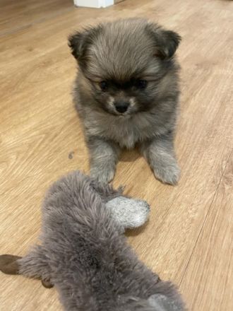 Bitte Text komplett vorher lesen und verstehen, bevor