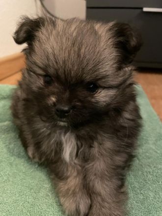 Bitte Text komplett vorher lesen und verstehen, bevor