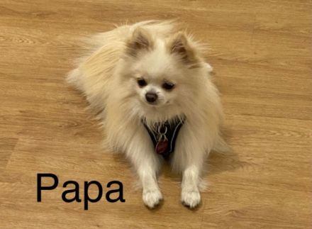 Bitte Text komplett vorher lesen und verstehen, bevor