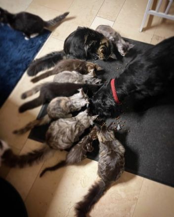 In unserer kleinen Hobbyzucht „von der Ankumer Höhe“