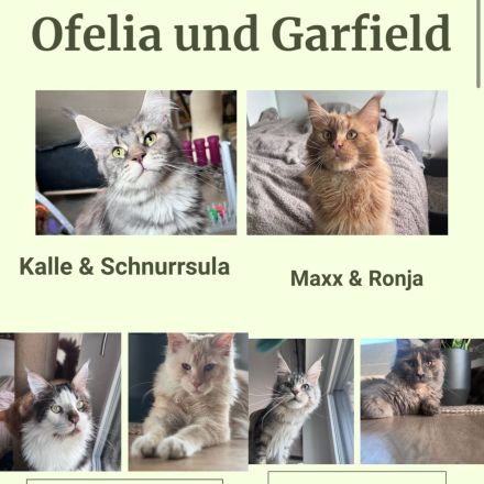 In unserer kleinen Hobbyzucht „von der Ankumer Höhe“