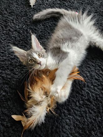 In unserer kleinen Hobbyzucht „von der Ankumer Höhe“