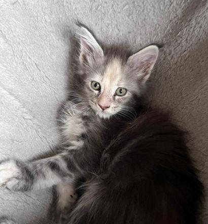 In unserer kleinen Hobbyzucht „von der Ankumer Höhe“