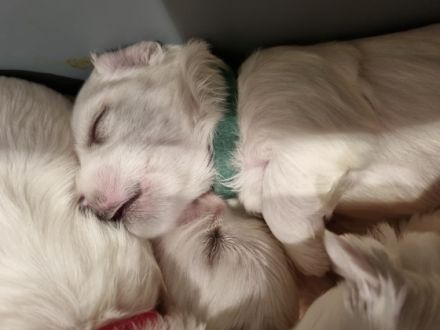 Wunderschöne und gesunde kleine Malteser Anfang Februar