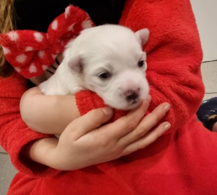 Wunderschöne und gesunde kleine Malteser Anfang Februar