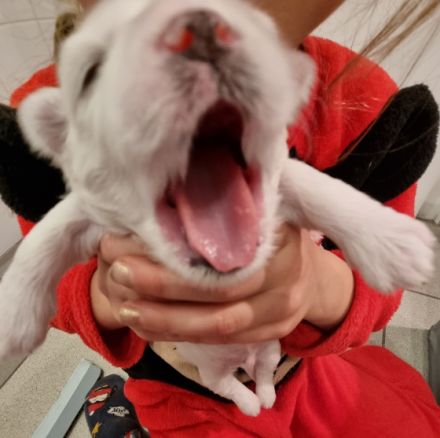 Wunderschöne und gesunde kleine Malteser Anfang Februar