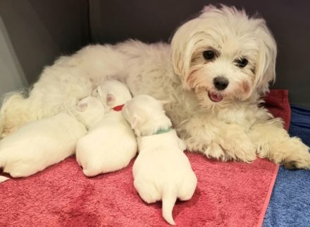 Wunderschöne und gesunde kleine Malteser Anfang Februar