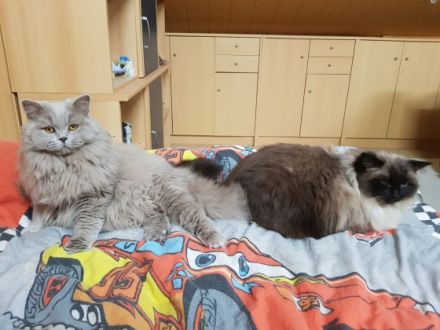 Barsik, Geboren am 08.04.2021 Unser Kater sucht ein